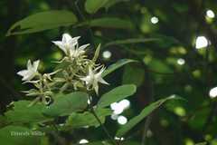 Aganosma caryophyllata